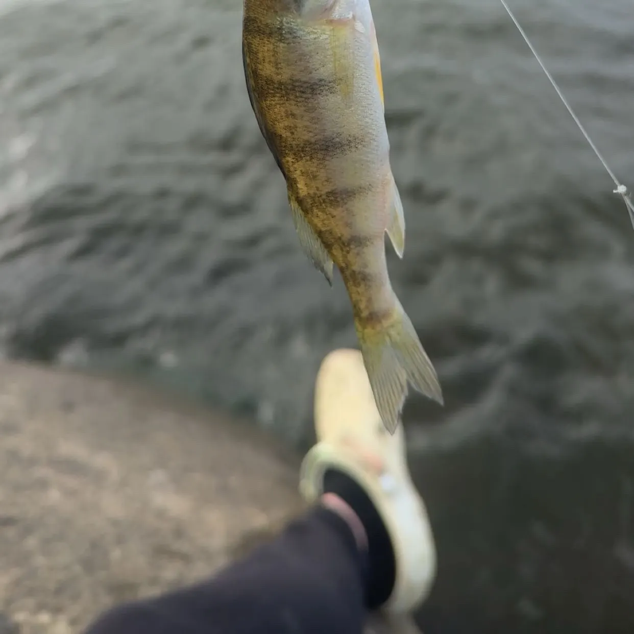 Yellow perch caught on Fishbrain