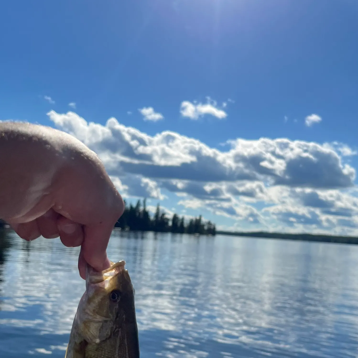 Smallmouth bass caught on Fishbrain