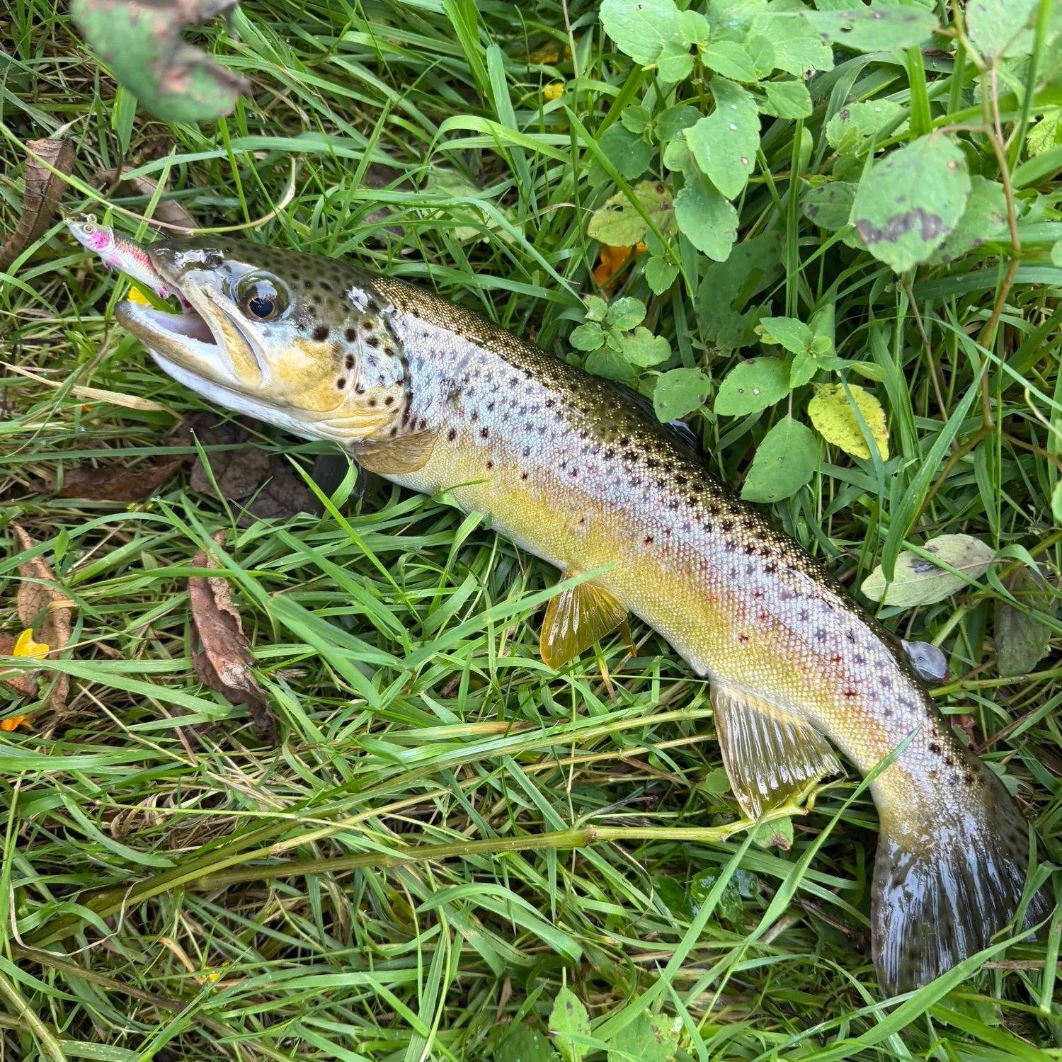 Brown trout caught on Fishbrain