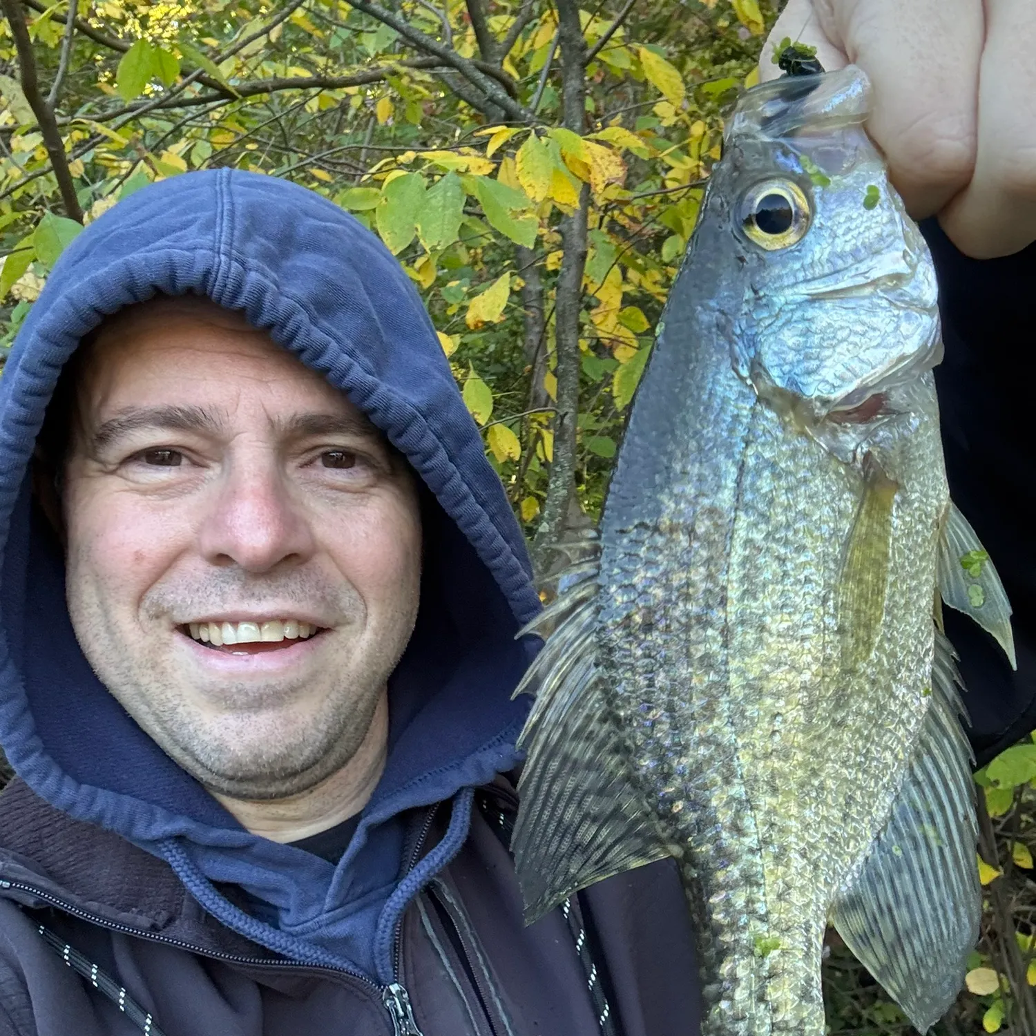 Black crappie caught on Fishbrain