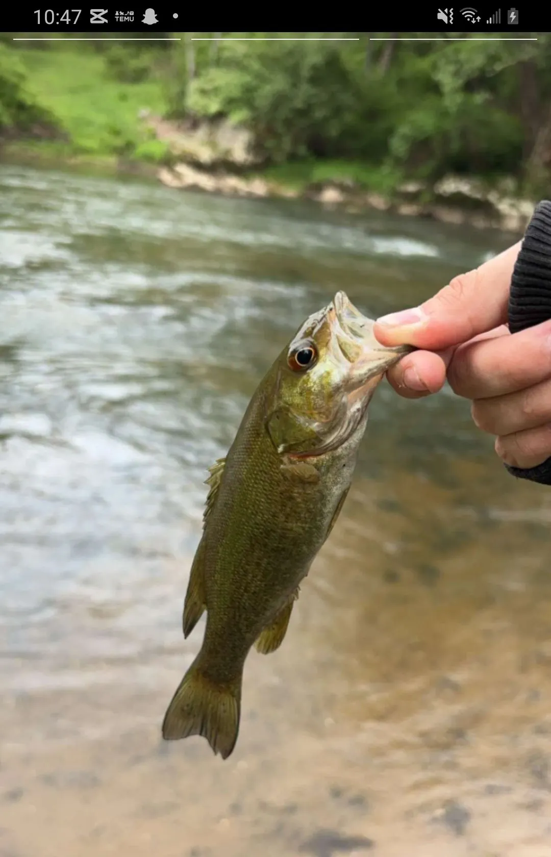 recently logged catches