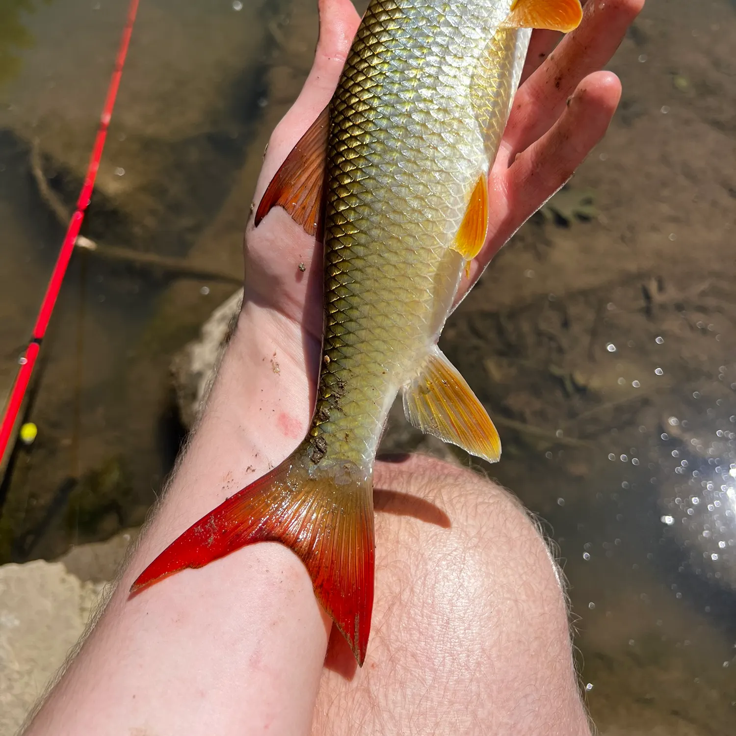 The most recent Smallmouth redhorse catches on Fishbrain