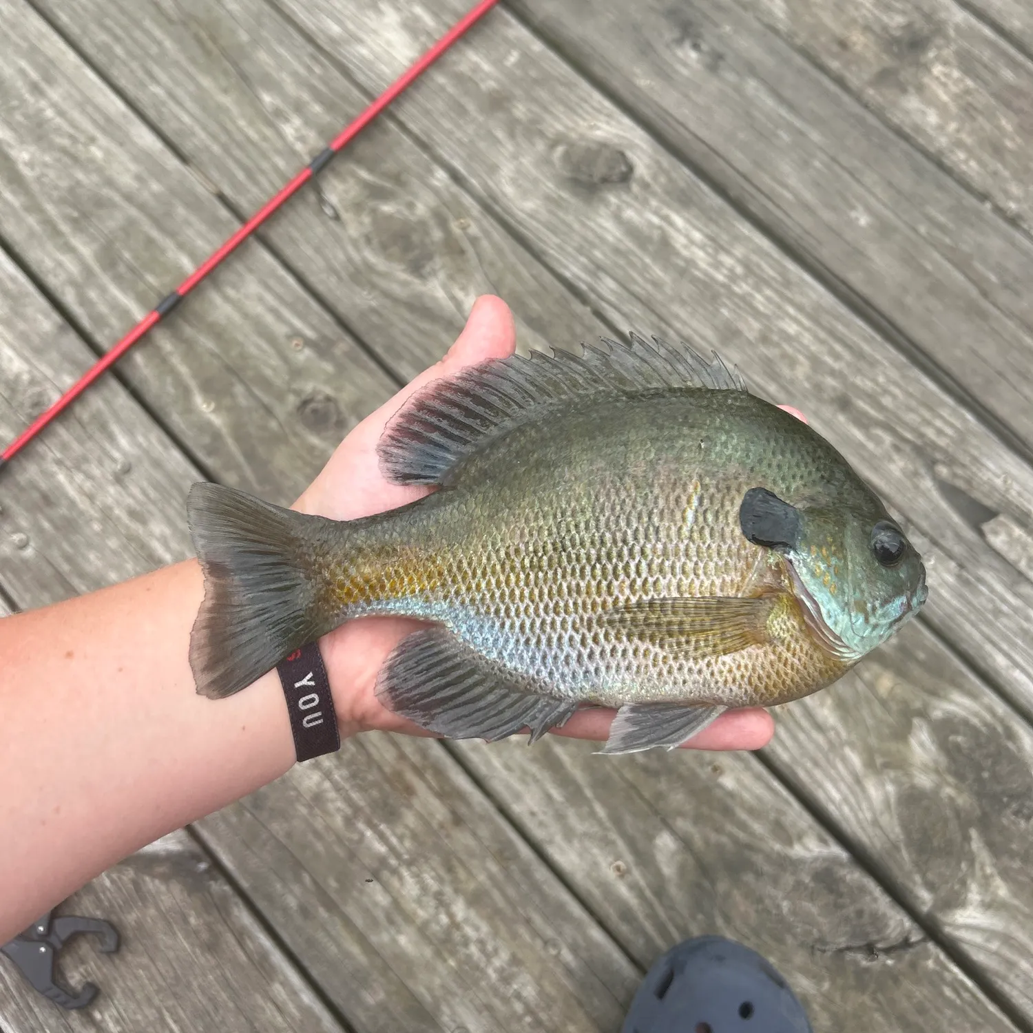 Bluegill caught on Fishbrain
