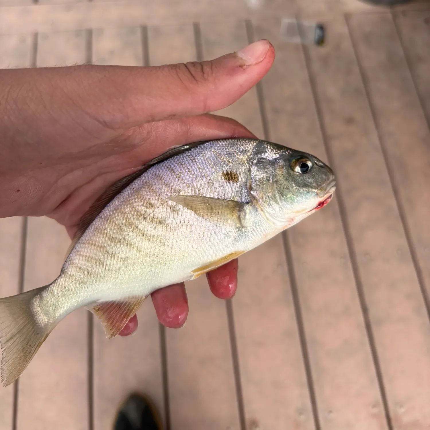 Spot croaker caught on Fishbrain