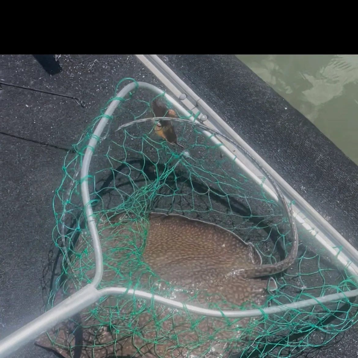 The most recent Honeycomb stingray catches on Fishbrain