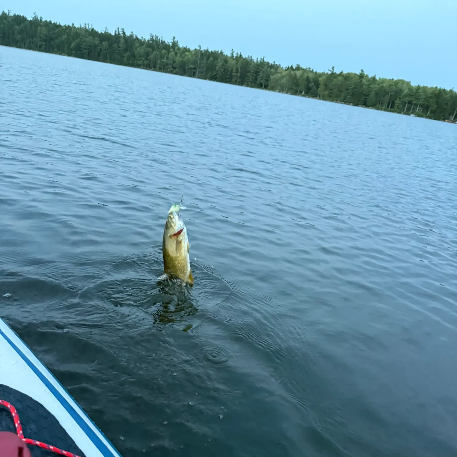 Smallmouth bass caught on Fishbrain