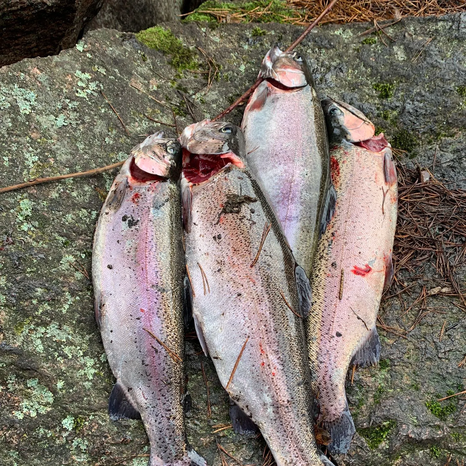 recently logged catches