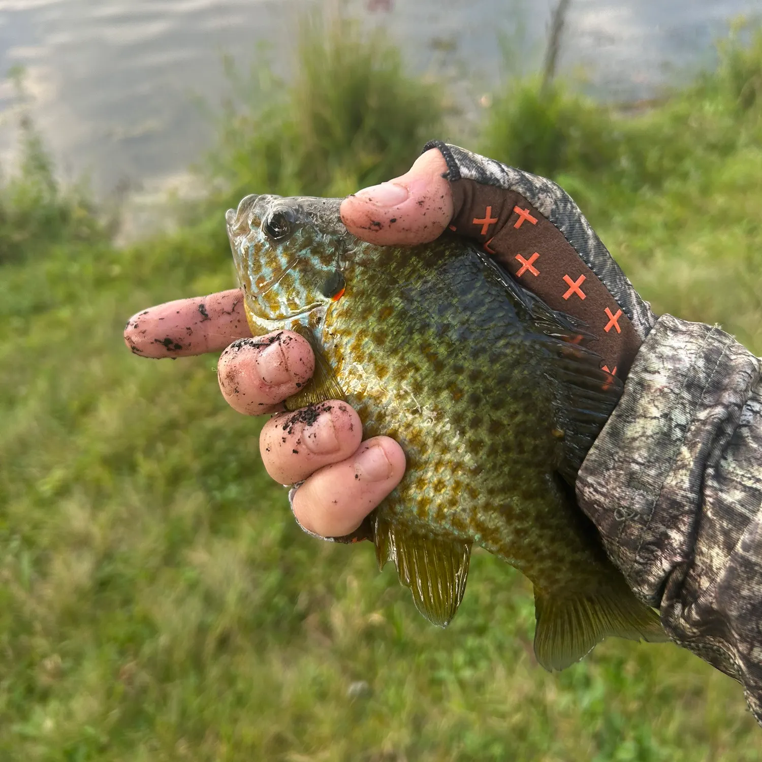 Pumpkinseed caught on Fishbrain