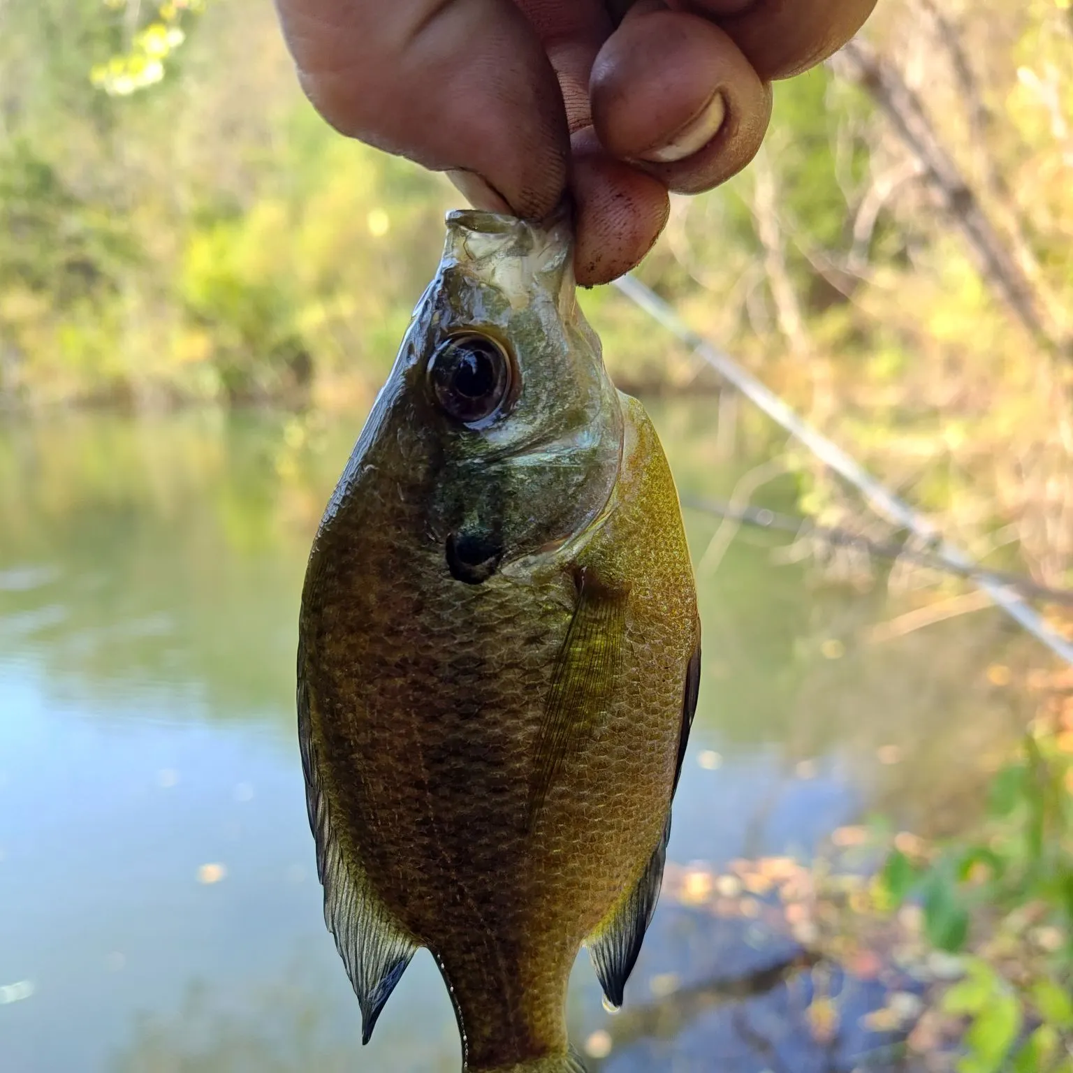 Bluegill caught on Fishbrain