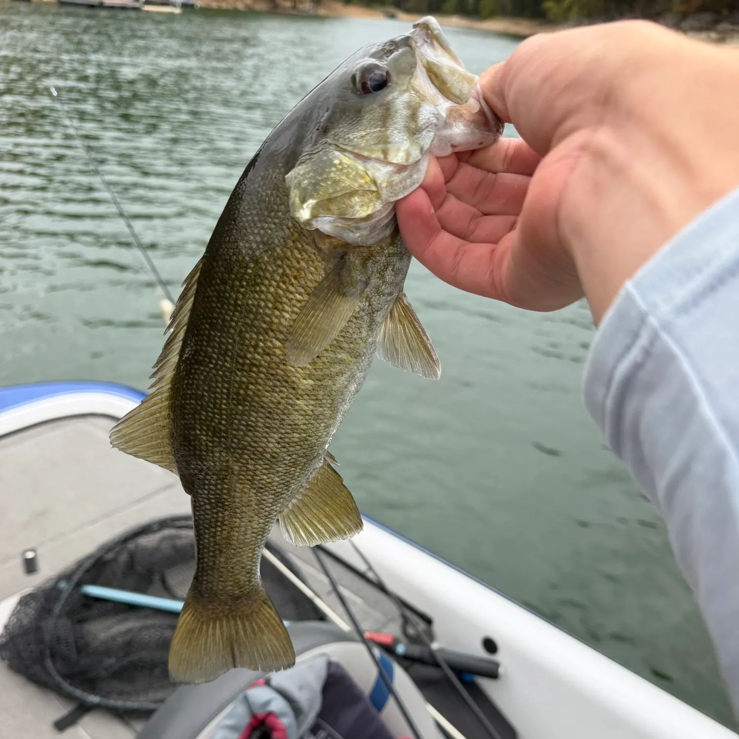 Smallmouth bass caught on Fishbrain