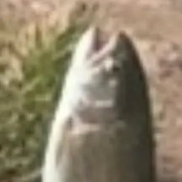 Rainbow trout caught on Fishbrain