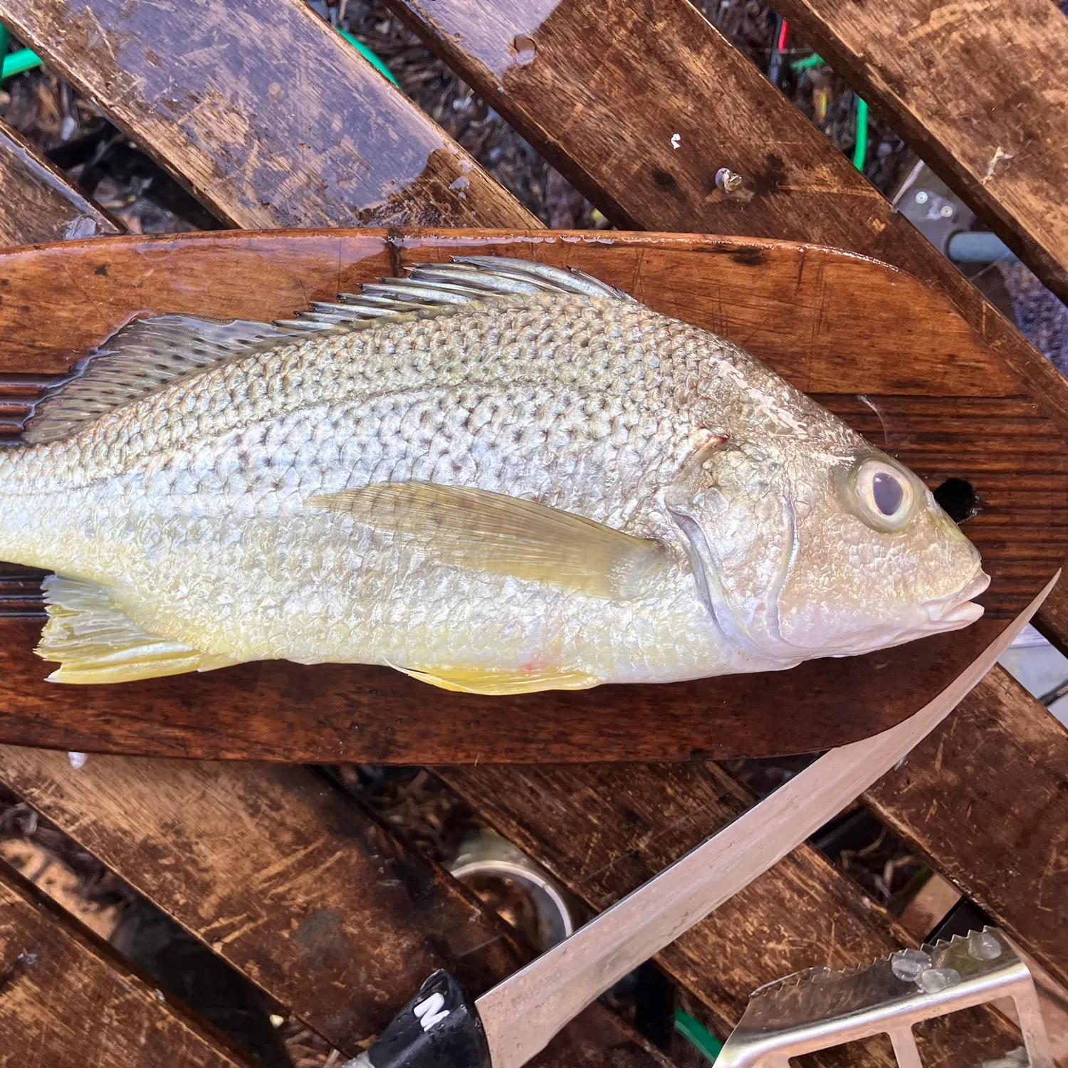 The most recent Javelin grunter catches on Fishbrain