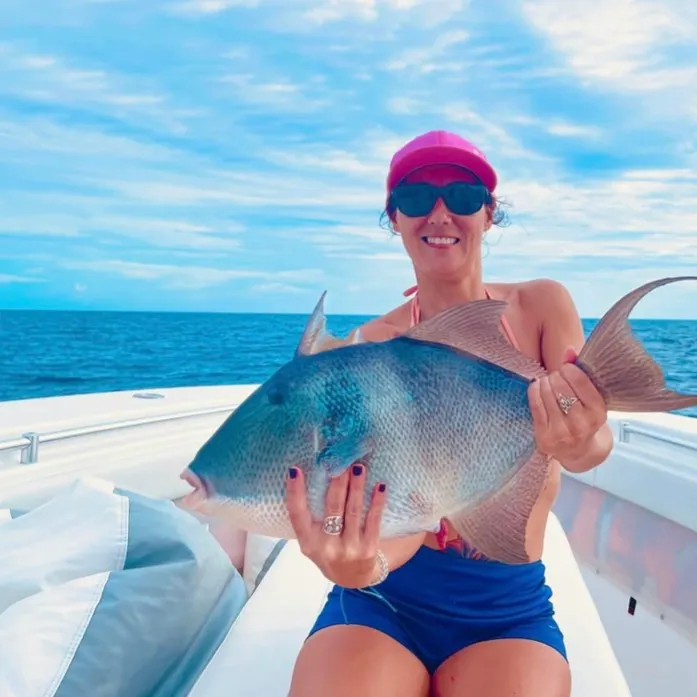 The most recent Grey triggerfish catches on Fishbrain