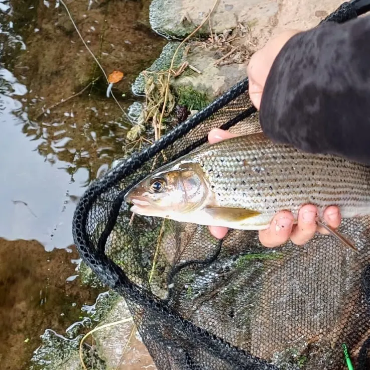 European grayling caught on Fishbrain