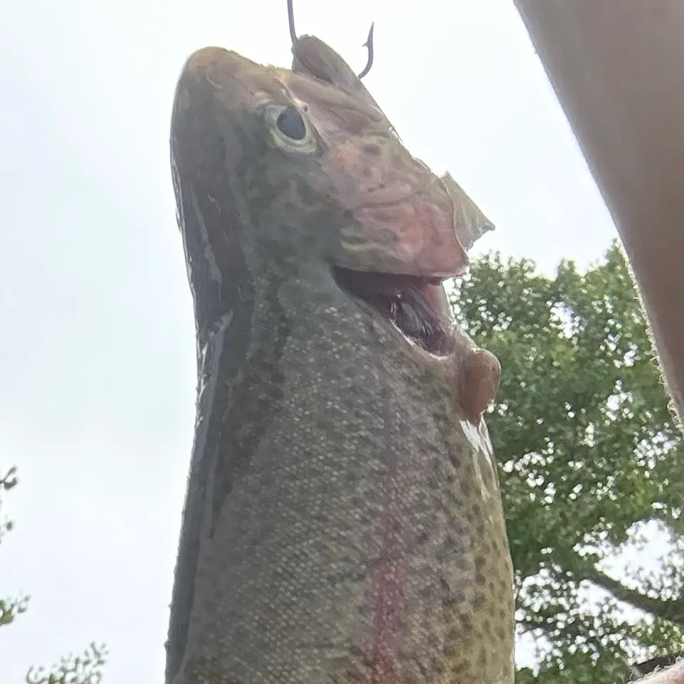 Rainbow trout caught on Fishbrain