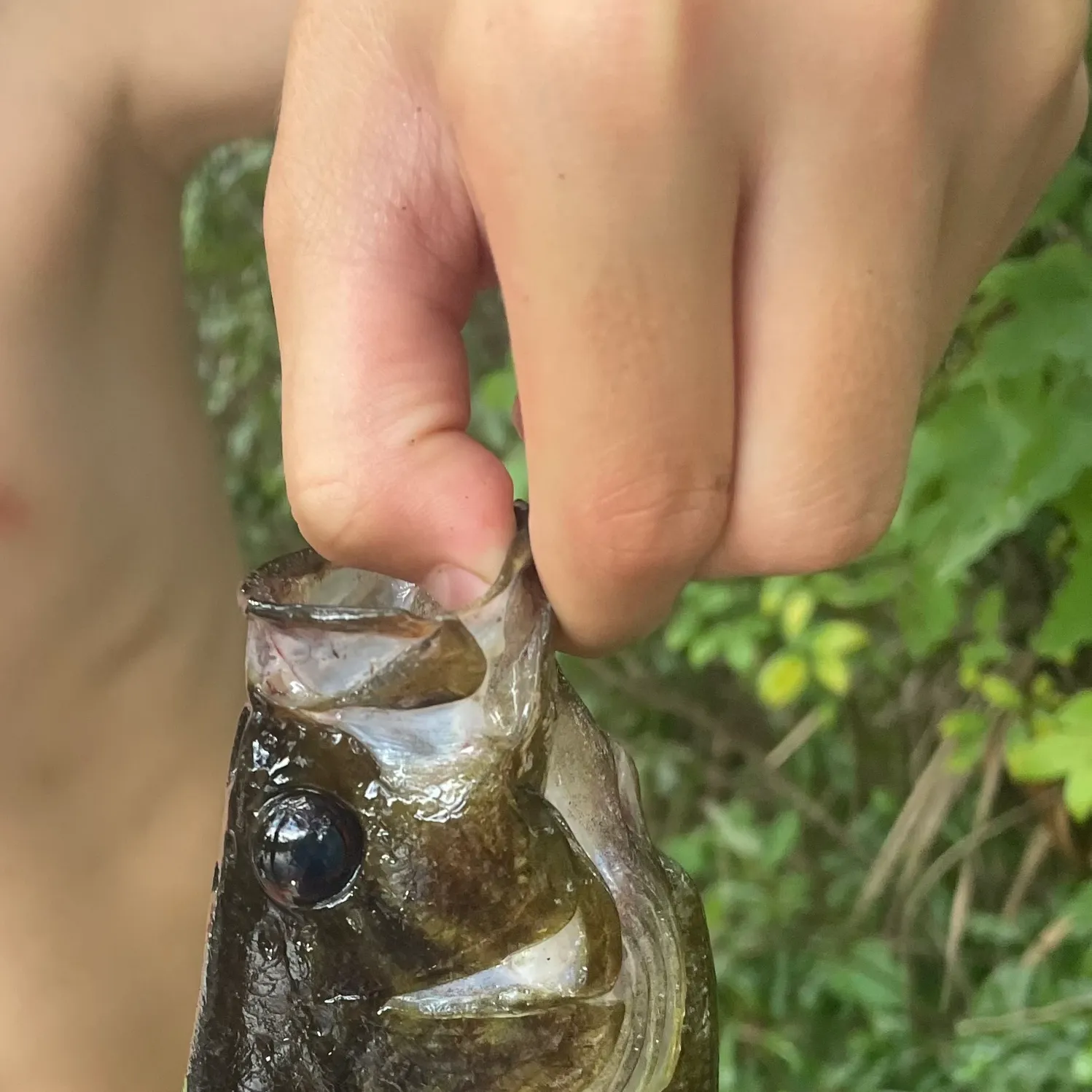 Warmouth x redear sunfish caught on Fishbrain