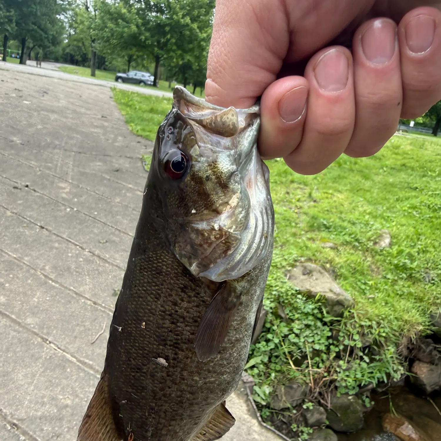 catch