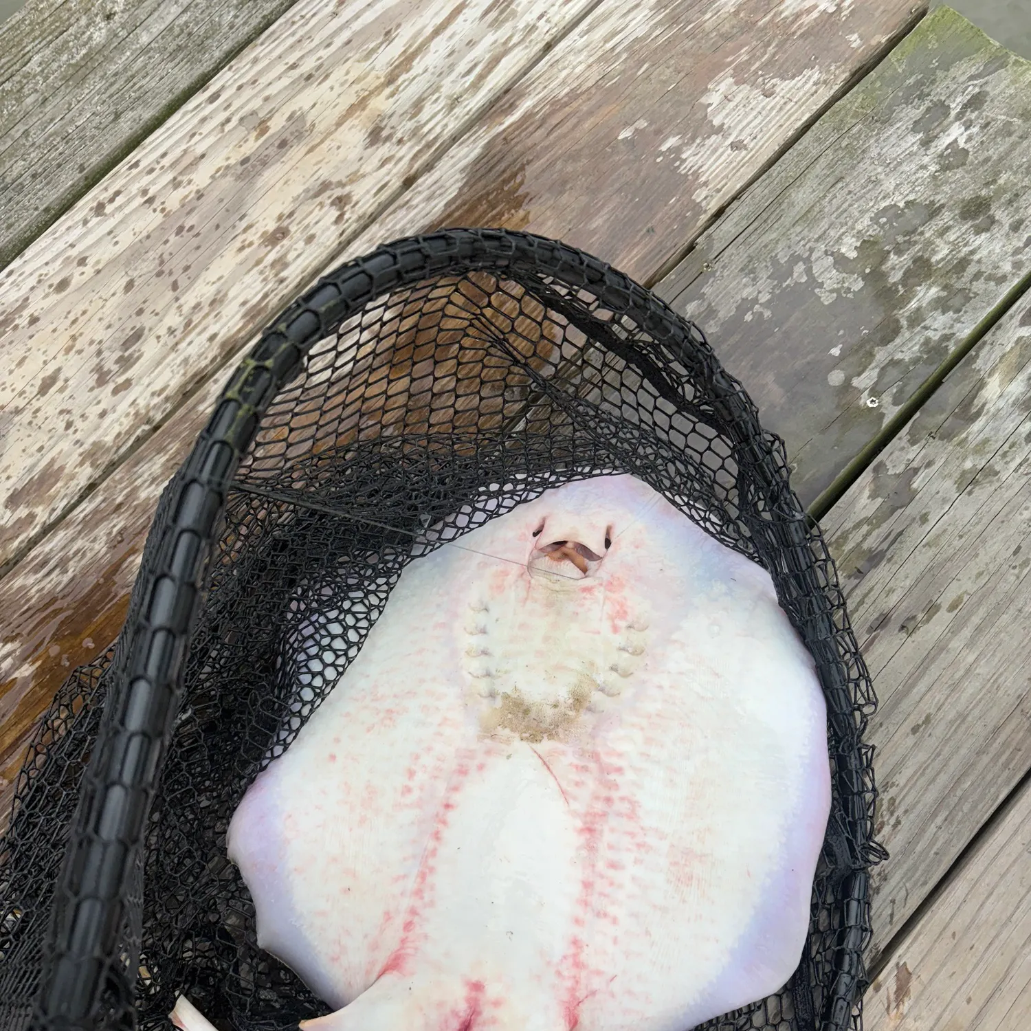 Atlantic stingray caught on Fishbrain