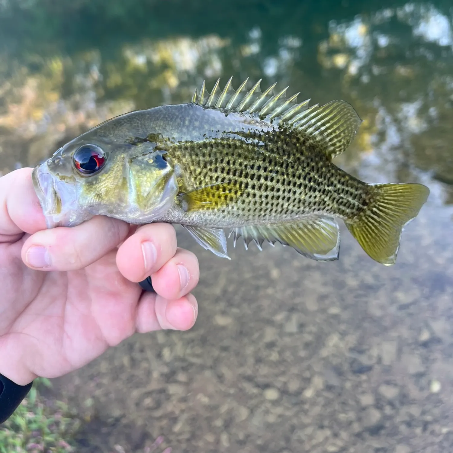 Rock bass caught on Fishbrain