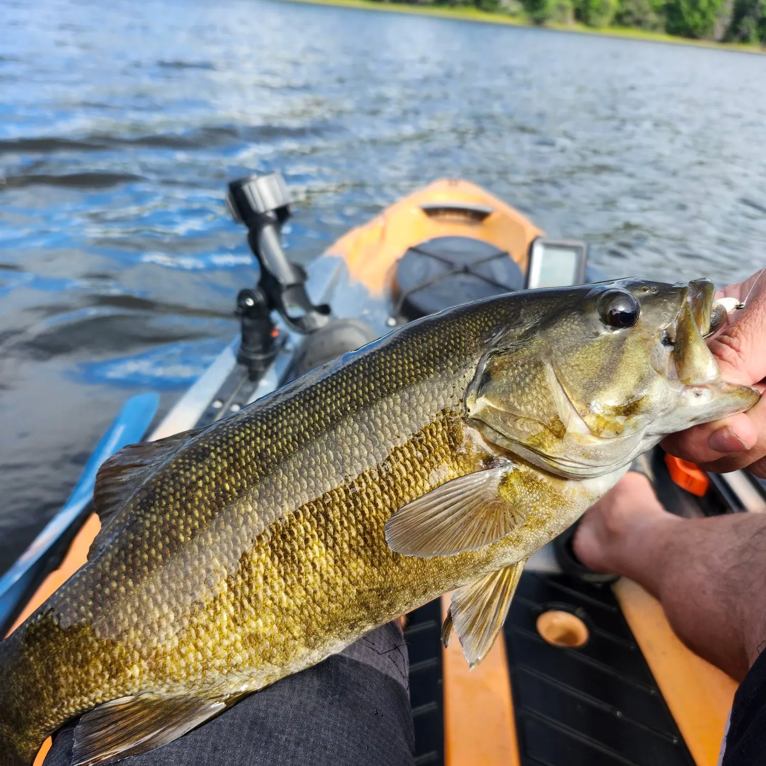 Smallmouth bass caught on Fishbrain