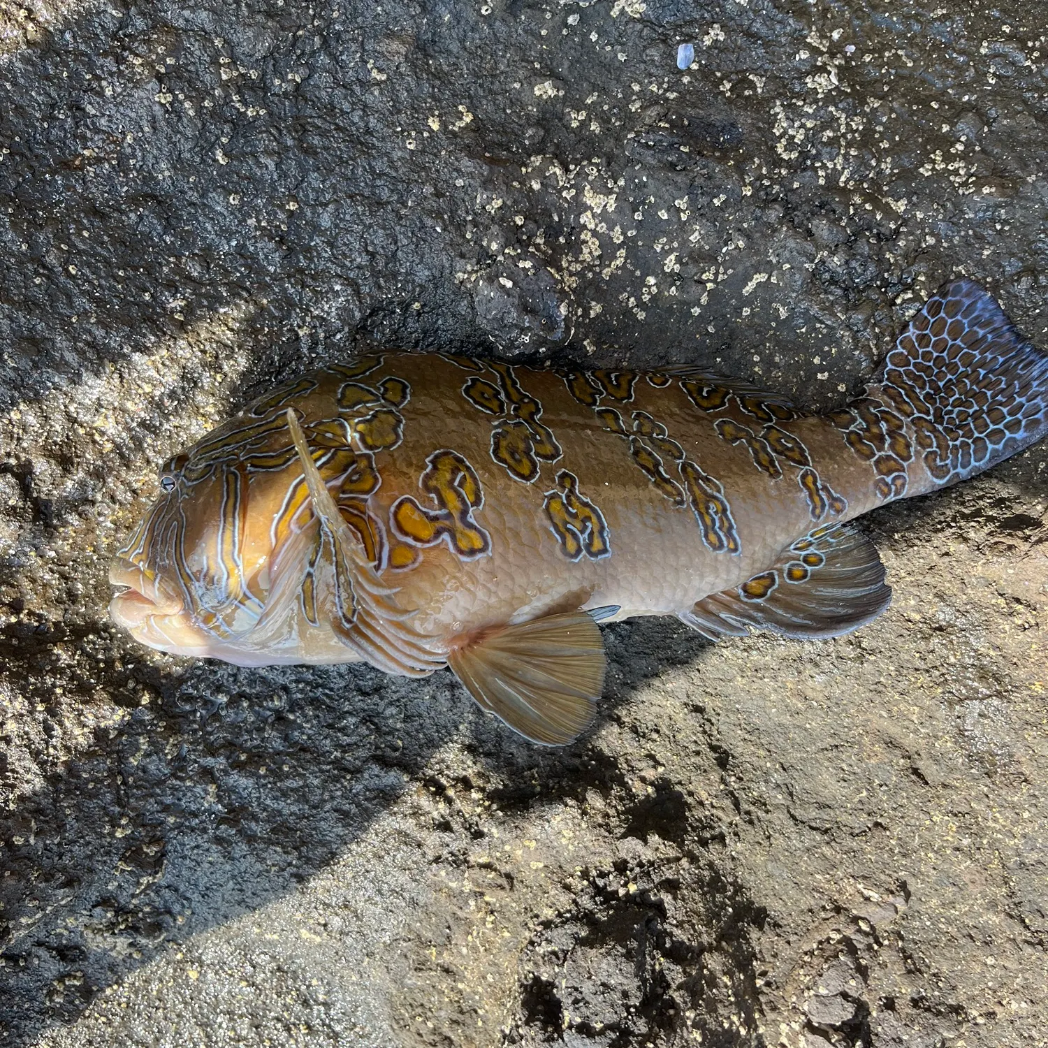 The most recent Spotted grouper catches on Fishbrain