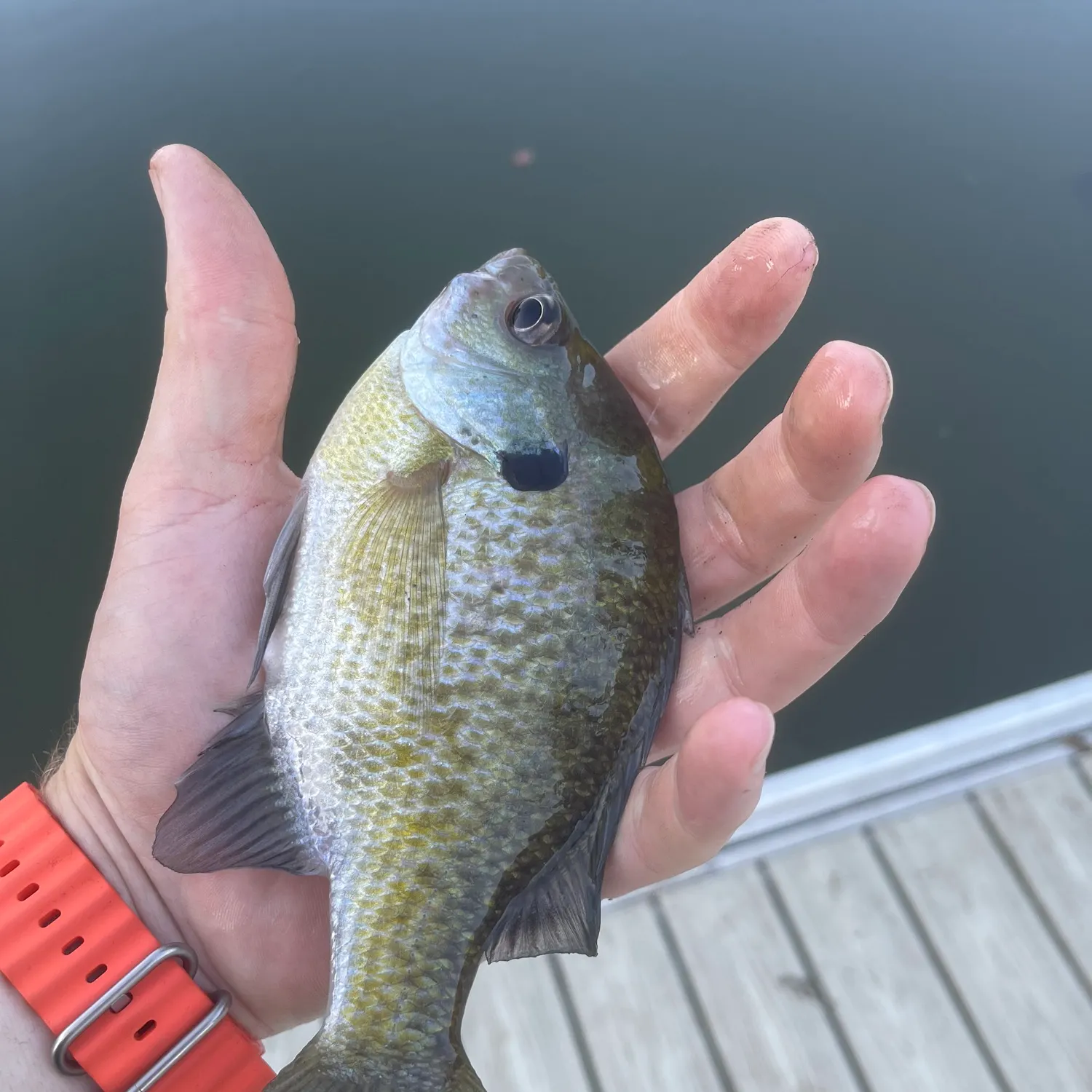 Bluegill caught on Fishbrain