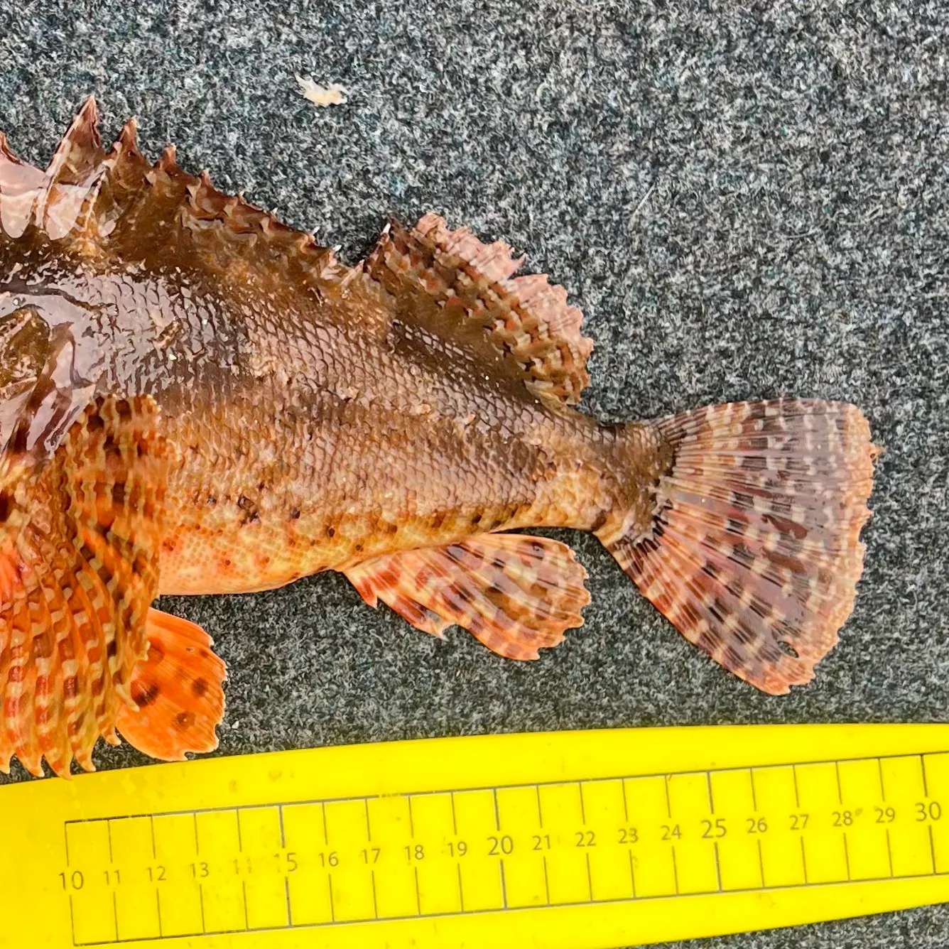 The most recent Eastern red scorpionfish catches on Fishbrain