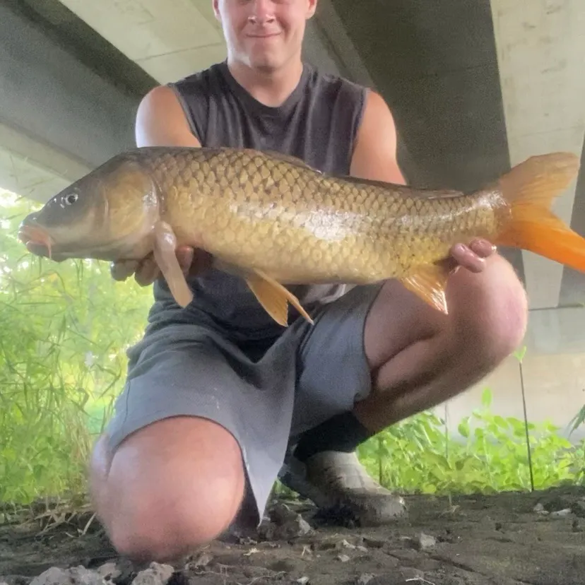 Common carp caught on Fishbrain