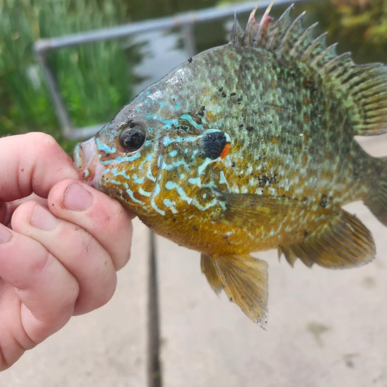 Bluegill caught on Fishbrain