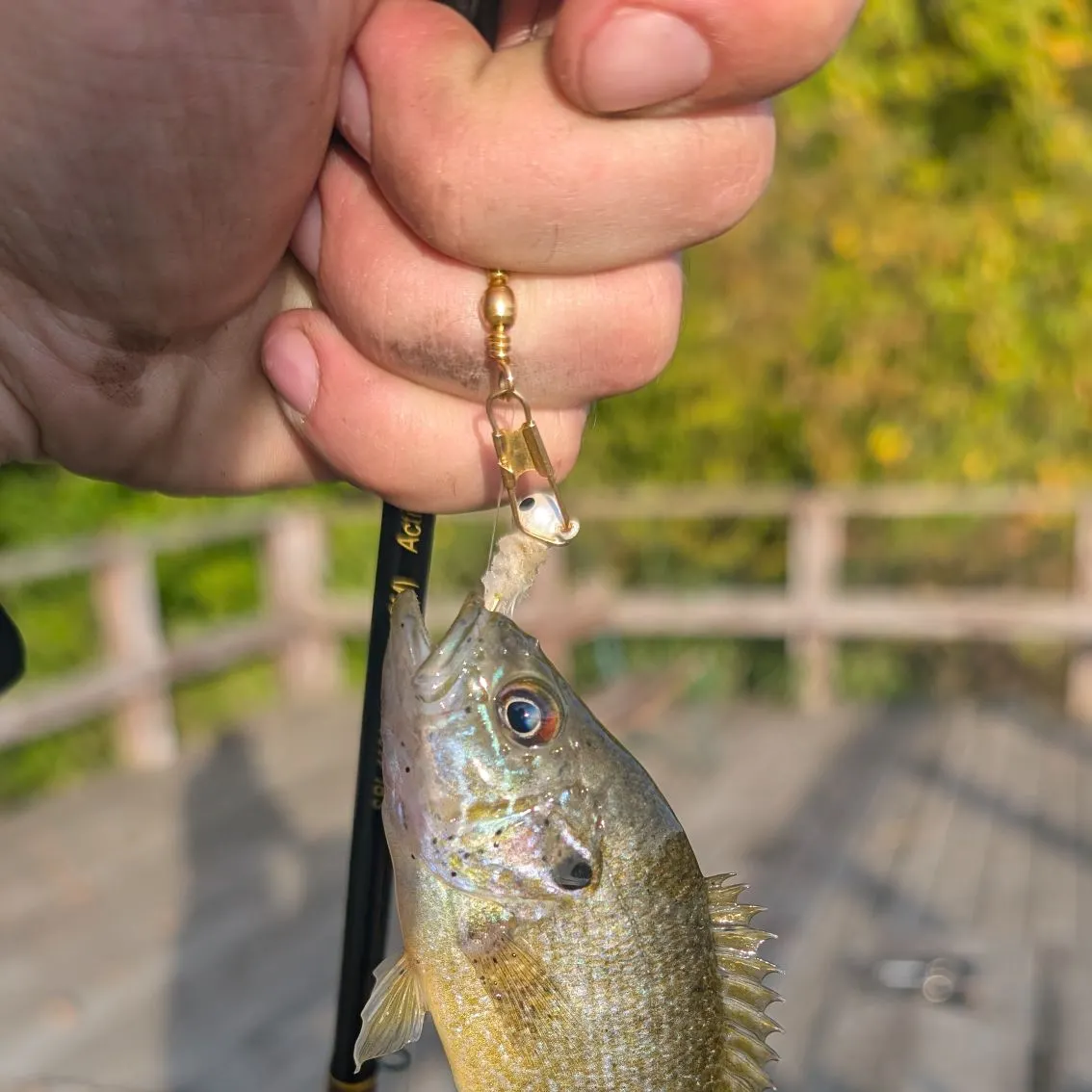 Green sunfish caught on Fishbrain