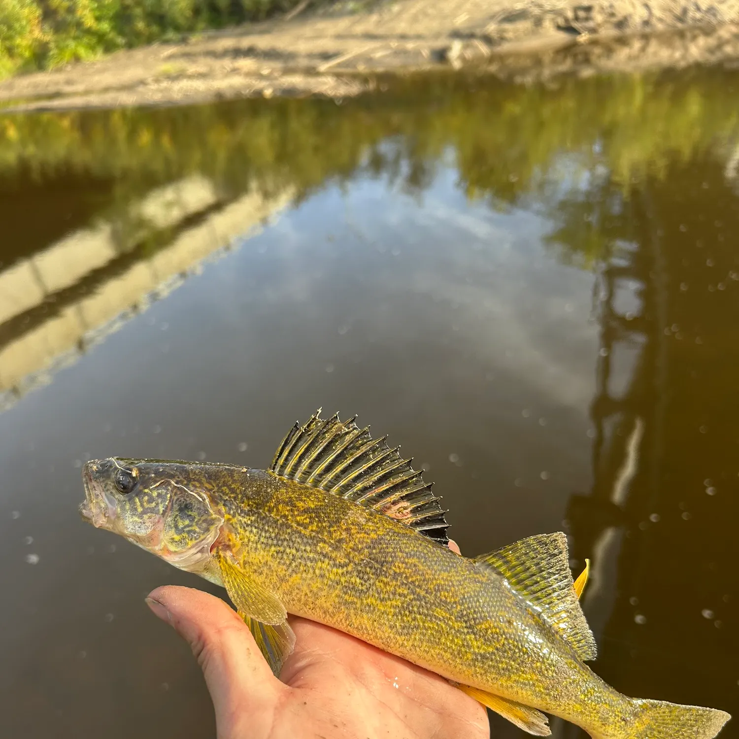 Walleye caught on Fishbrain
