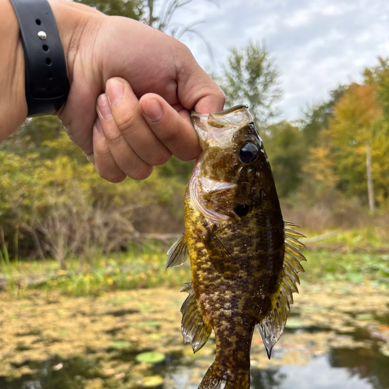 Warmouth caught on Fishbrain