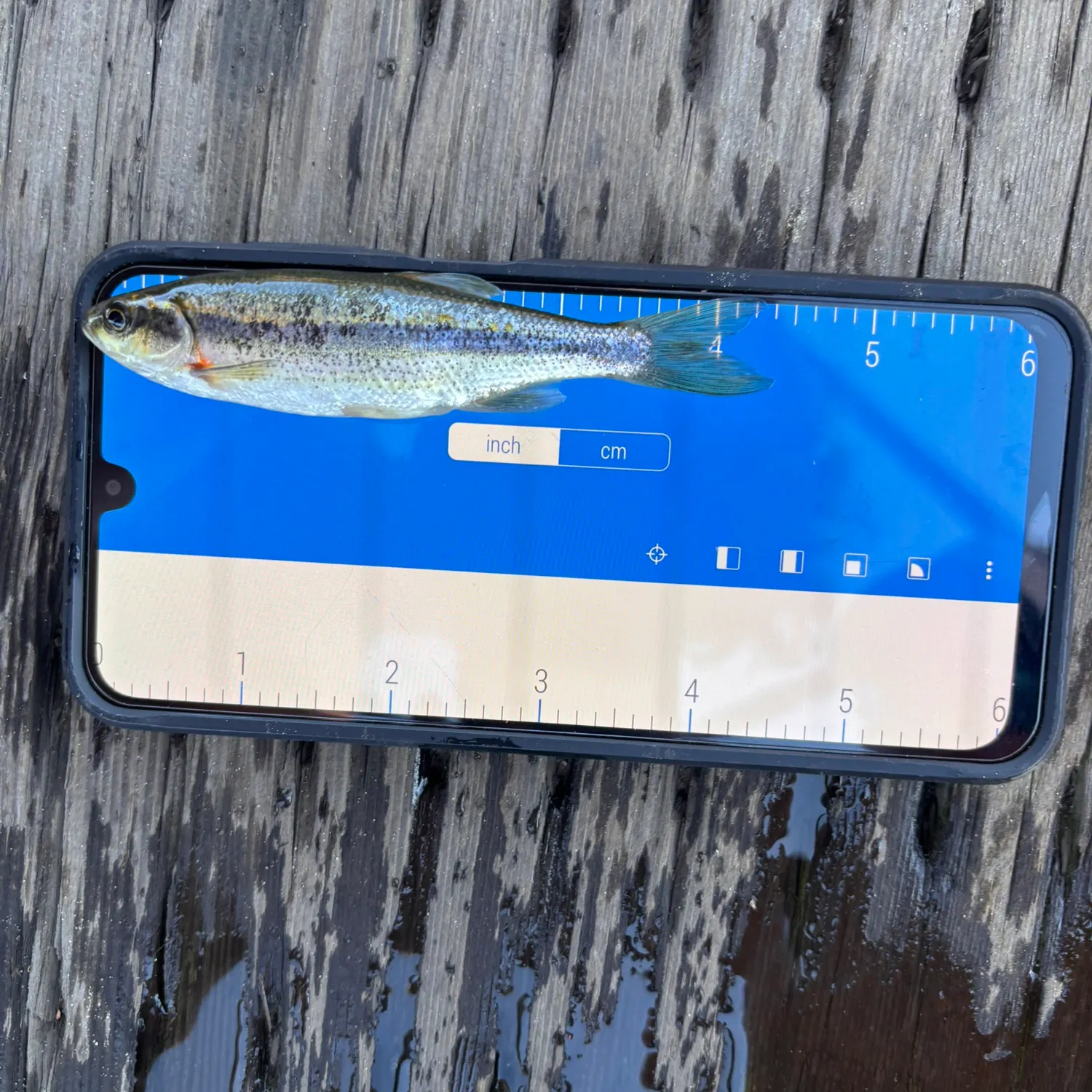 The most recent Redside shiner catches on Fishbrain