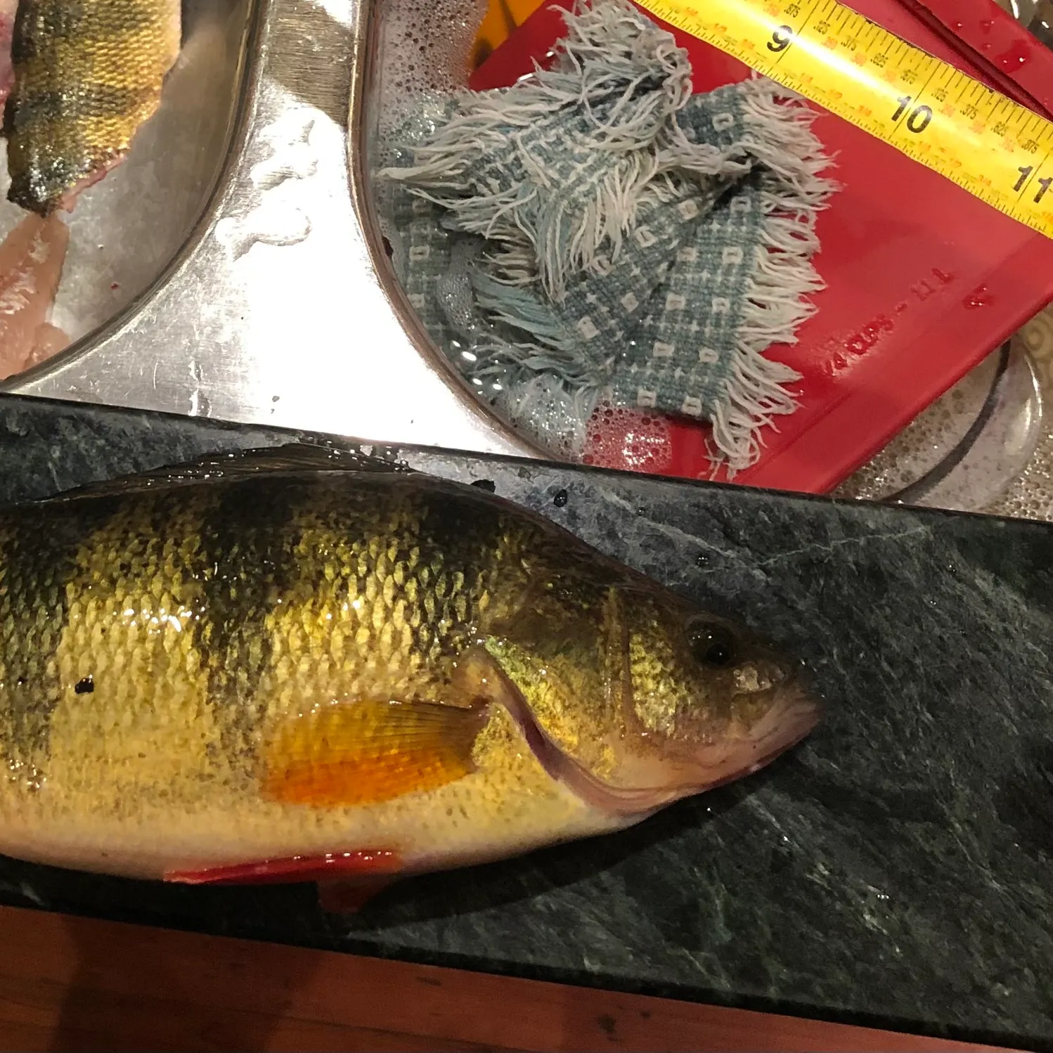 Yellow perch caught on Fishbrain