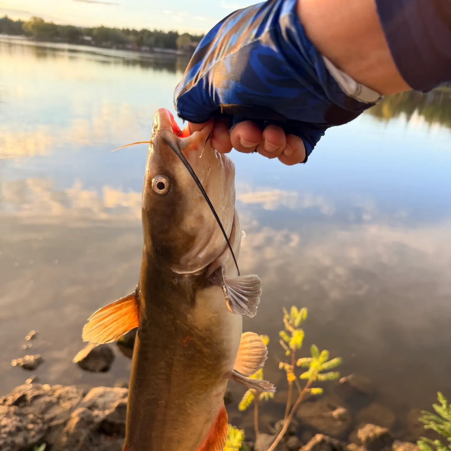 Yellow bullhead caught on Fishbrain