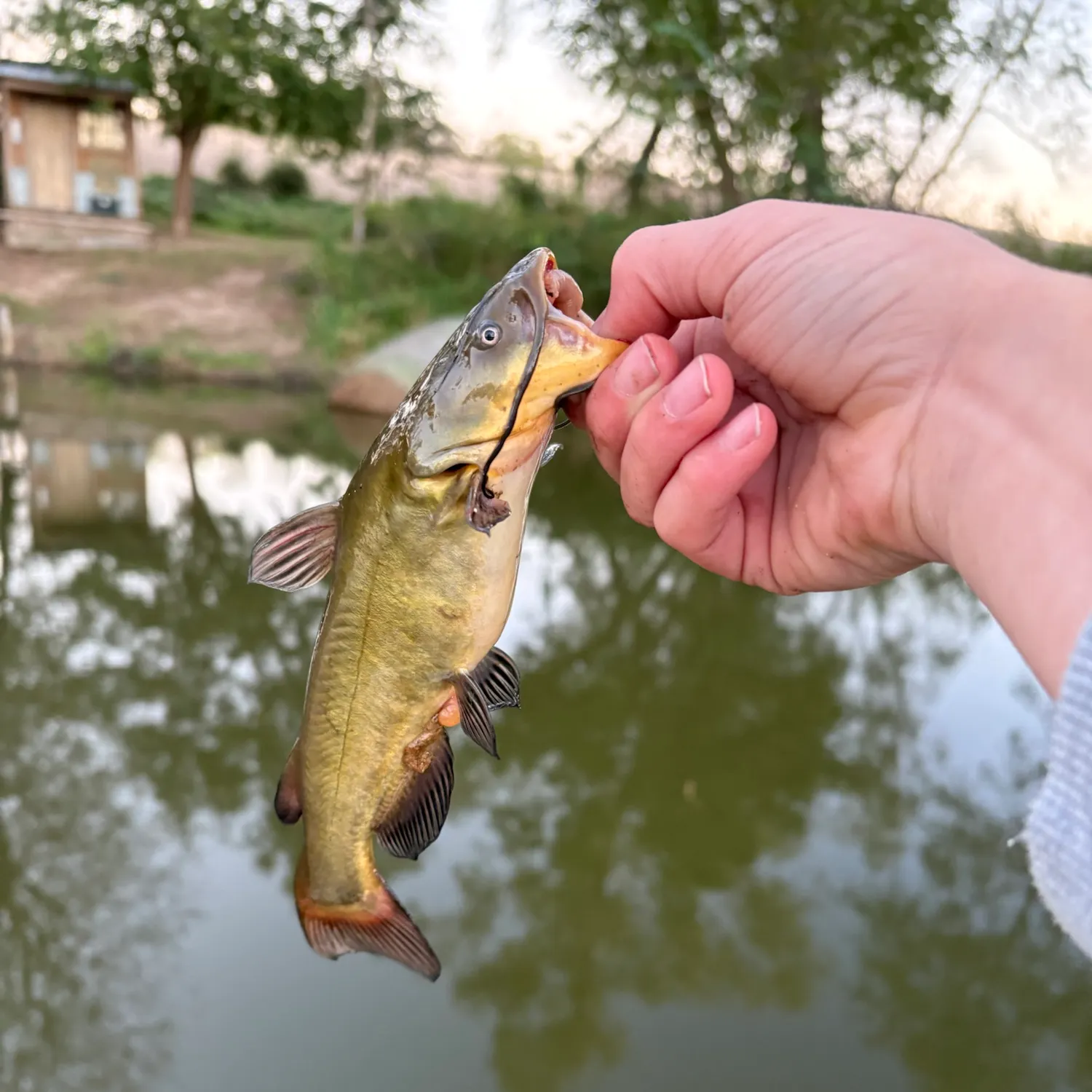 Yellow bullhead caught on Fishbrain