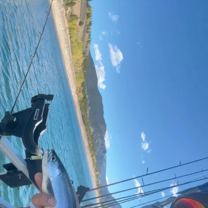 Kokanee salmon caught on Fishbrain