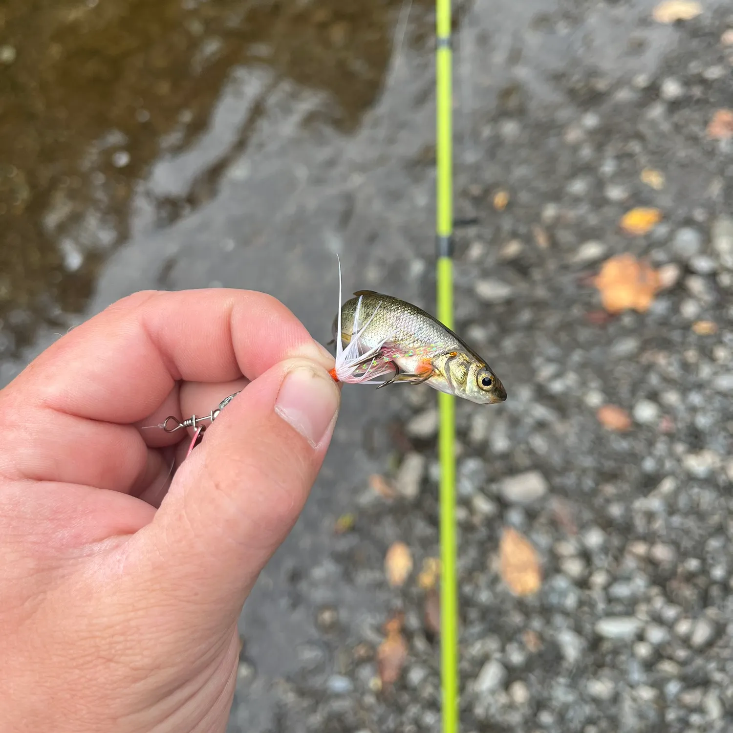 The most recent Lake chub catches on Fishbrain