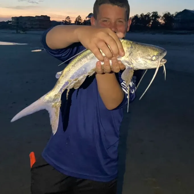 The most recent Gafftopsail sea catfish catches on Fishbrain