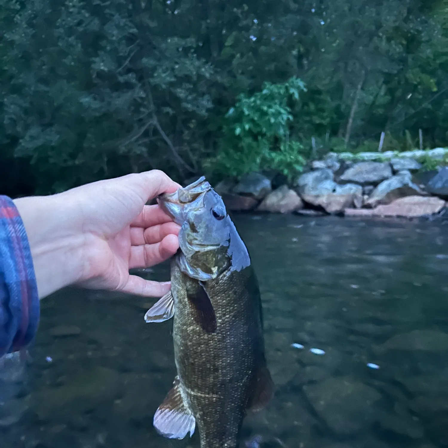 Smallmouth bass caught on Fishbrain