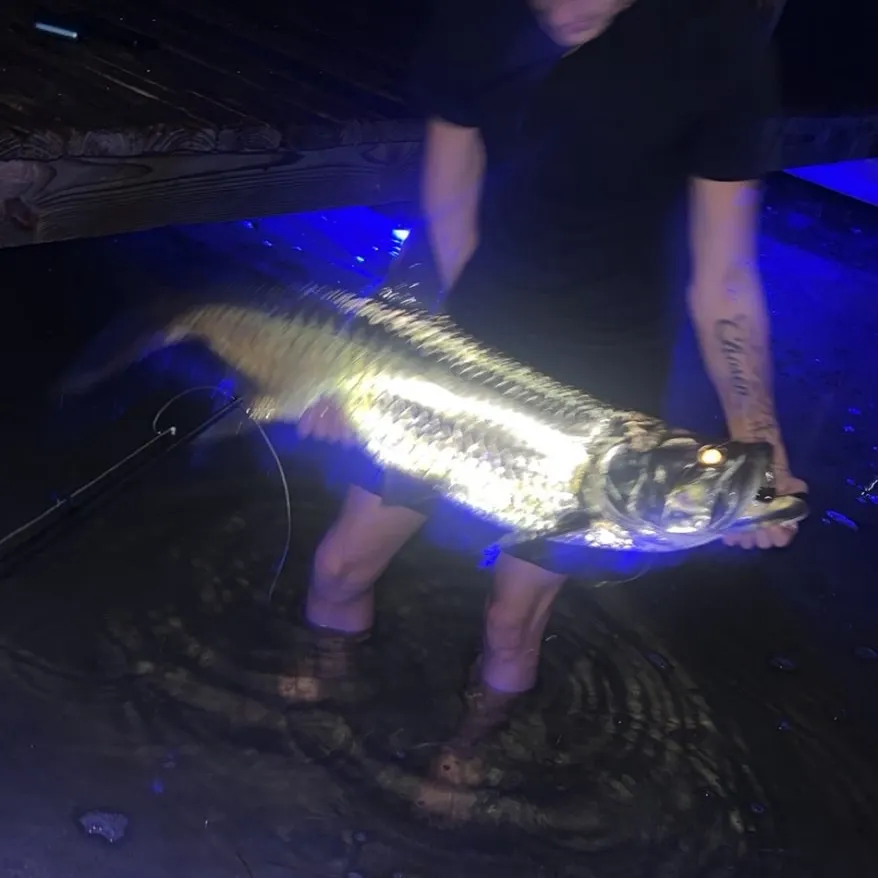 Tarpon caught on Fishbrain