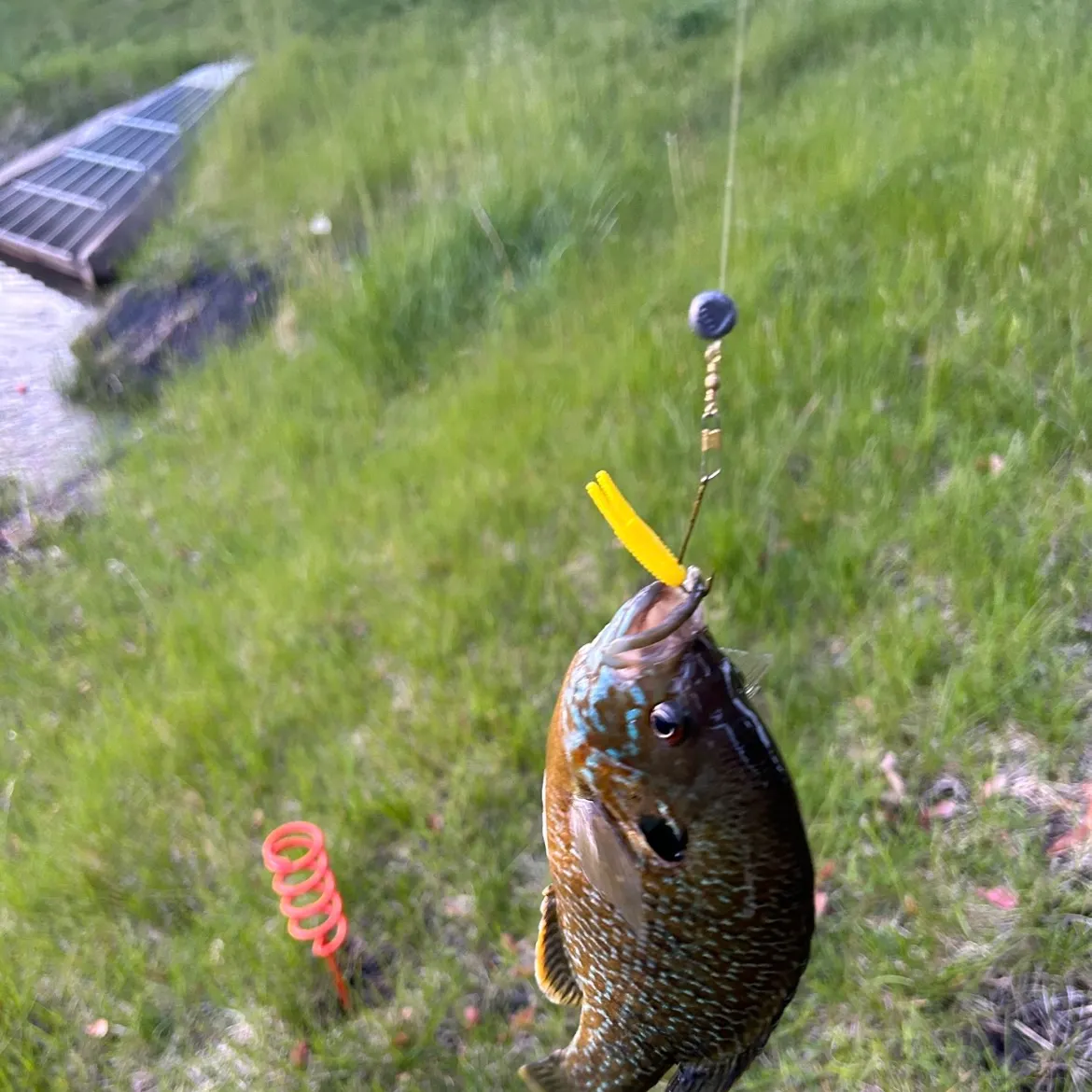 The most recent Greengill hybrid catches on Fishbrain