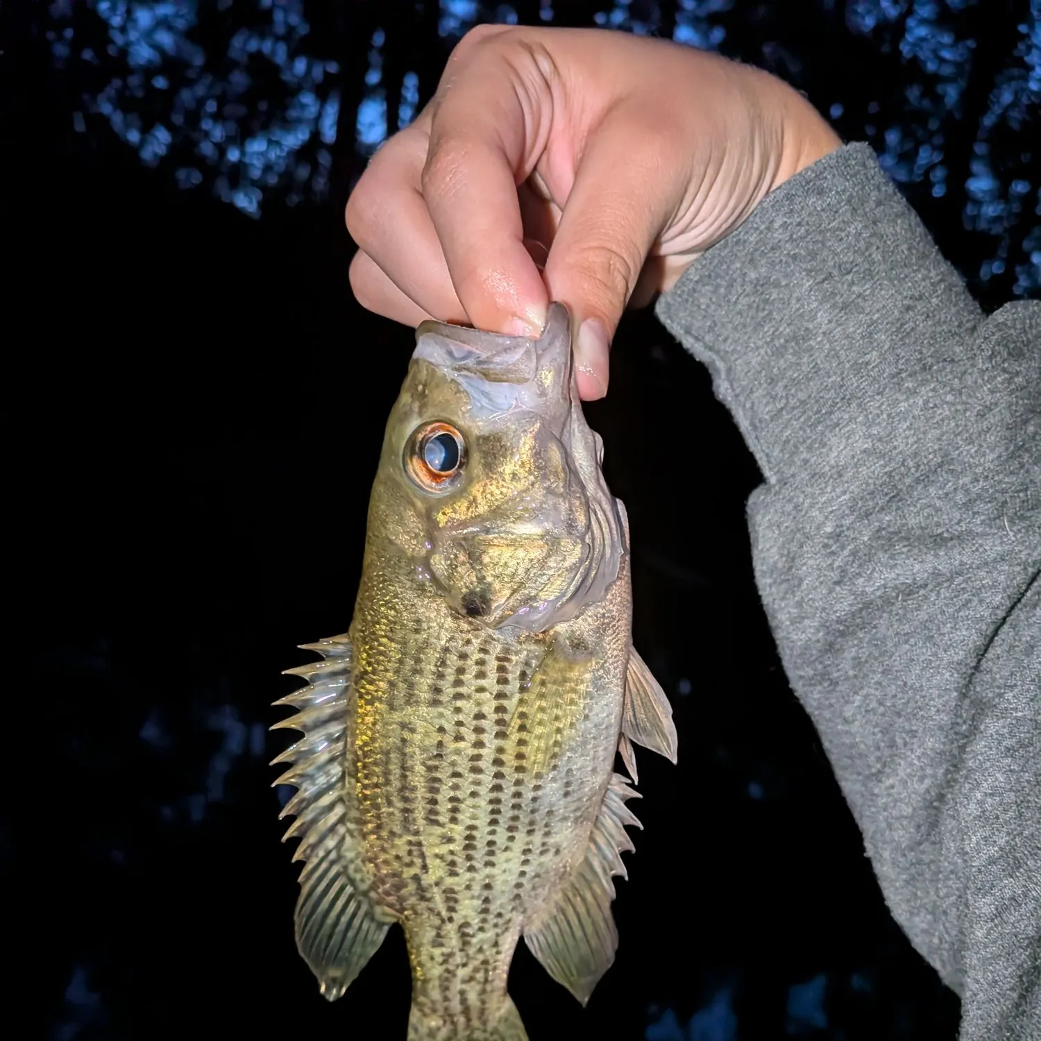 Rock bass caught on Fishbrain