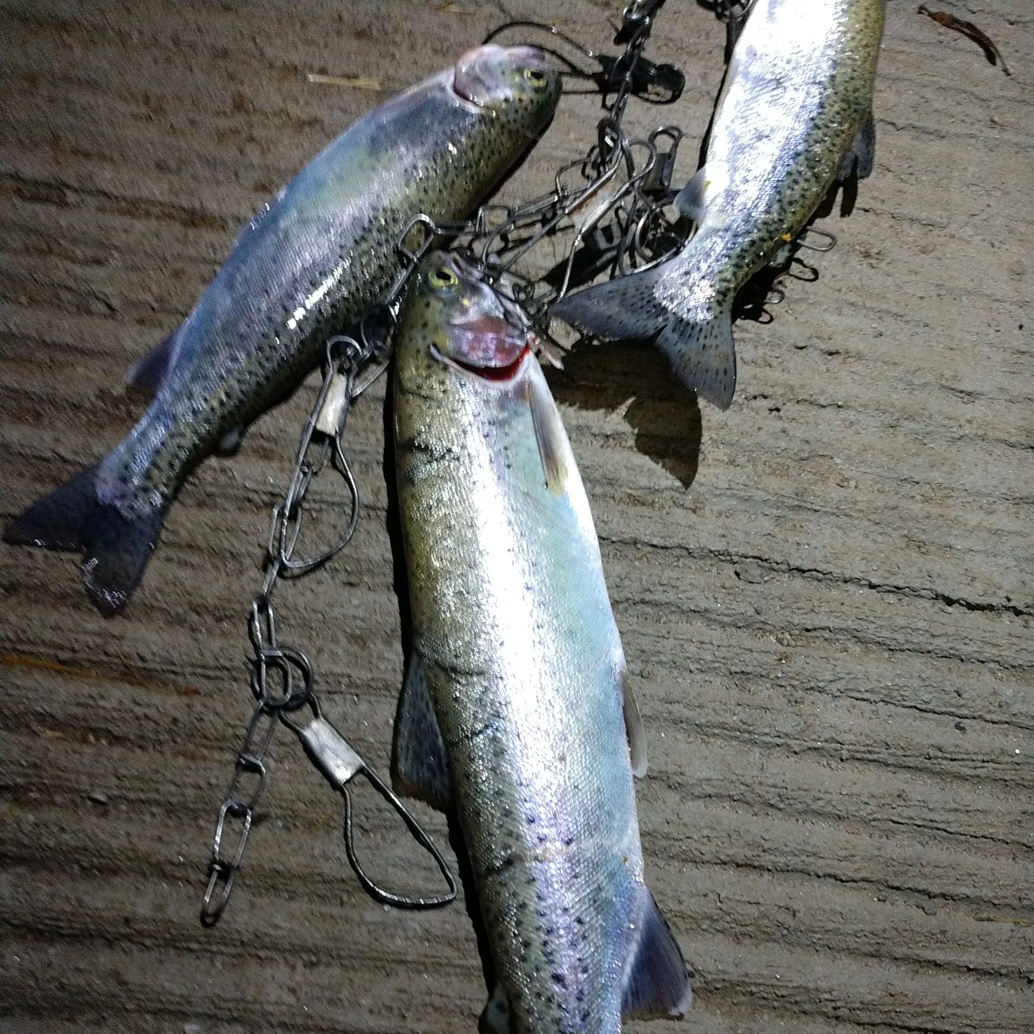 recently logged catches