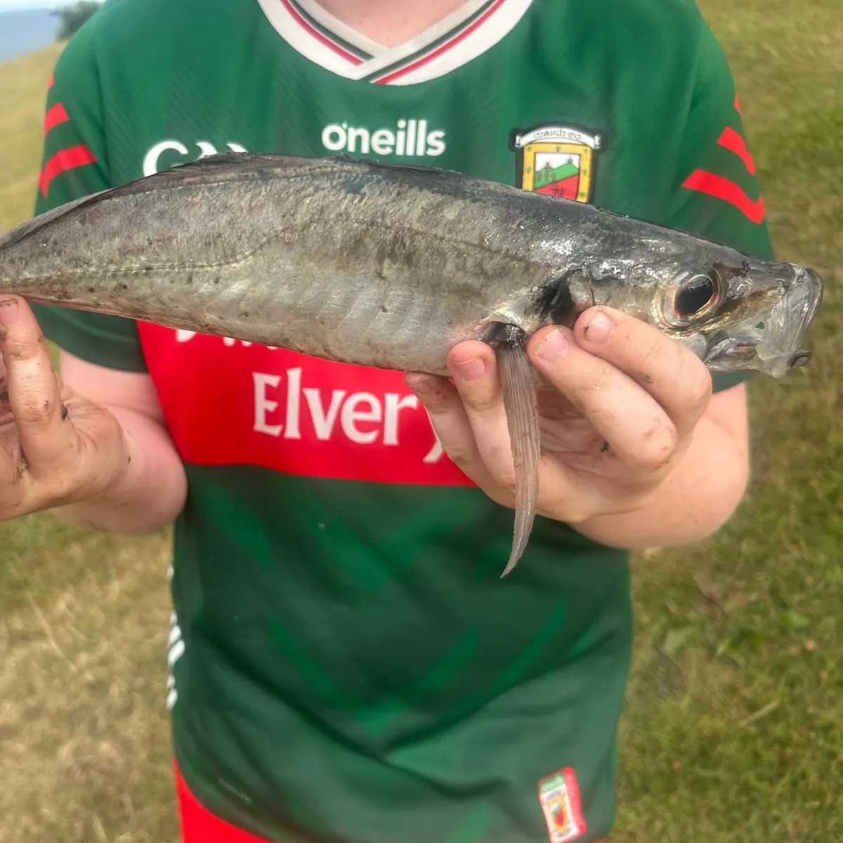 The most recent Whiting catches on Fishbrain