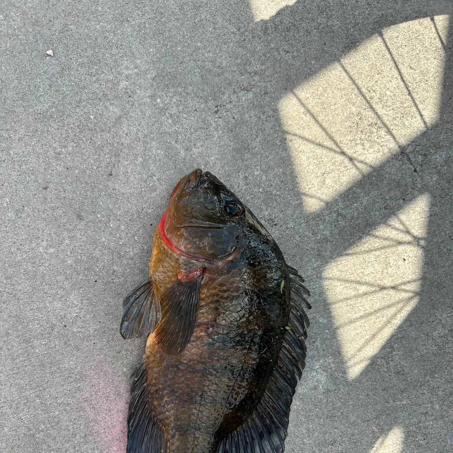 The most recent Mayan cichlid catches on Fishbrain