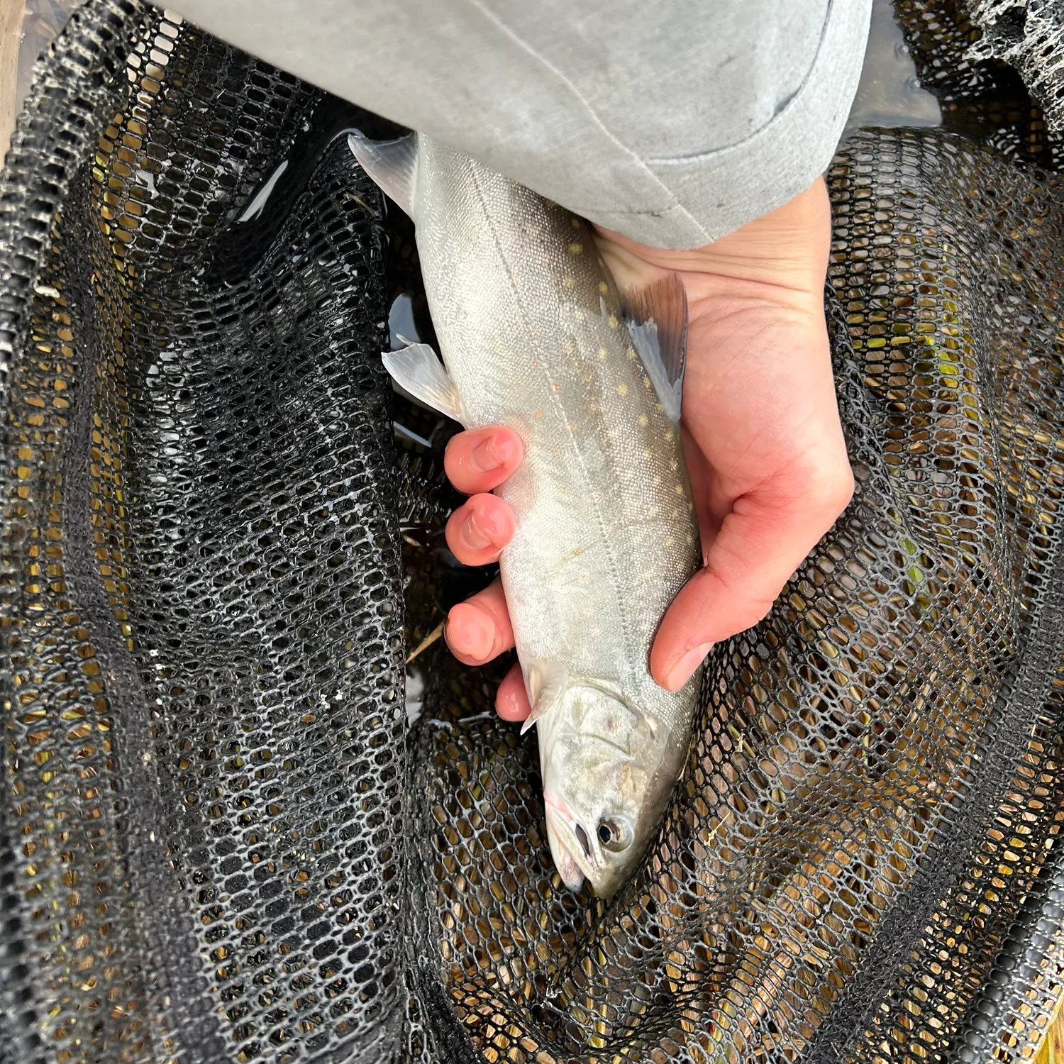 The most recent Dolly varden catches on Fishbrain