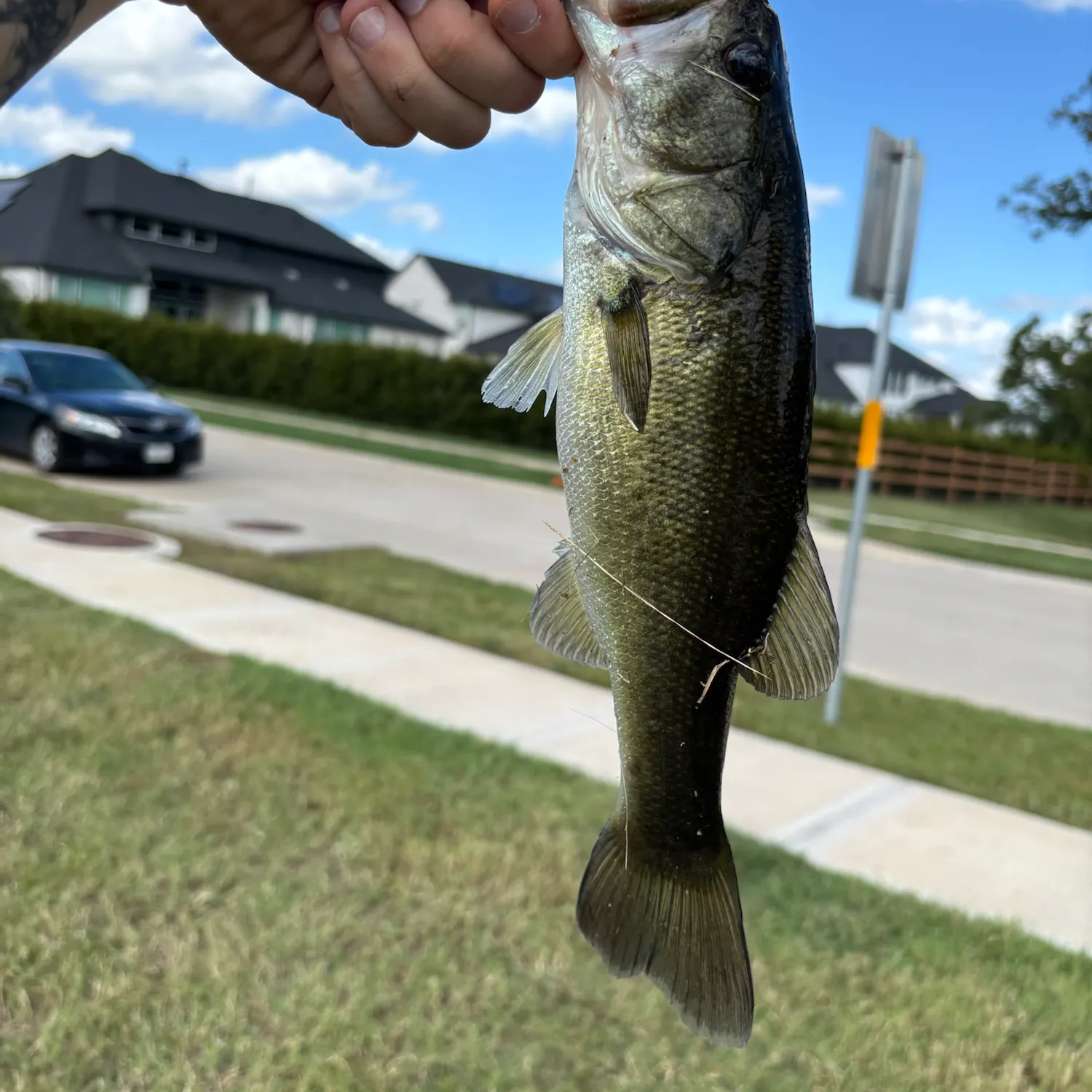 Largemouth bass caught on Fishbrain