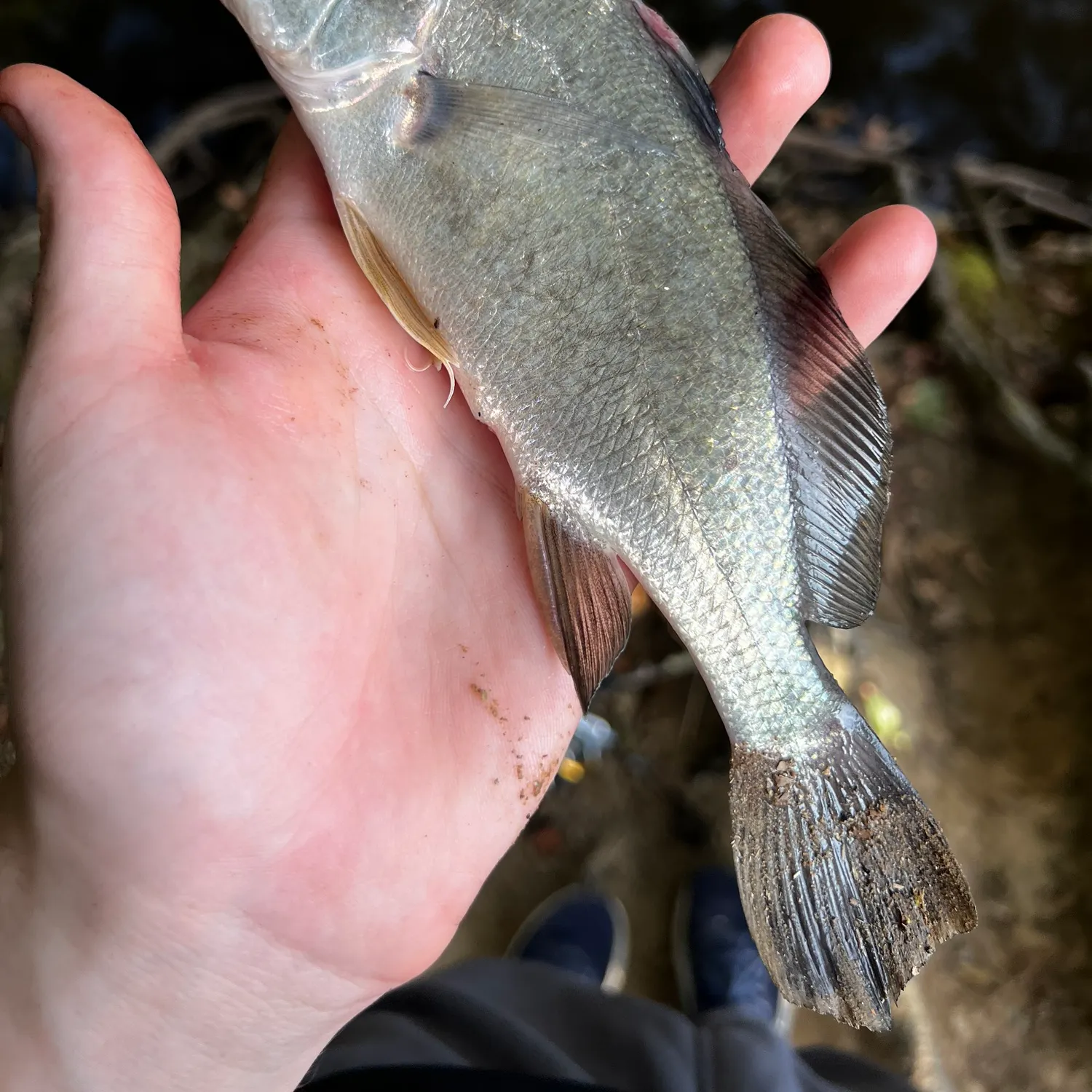 Freshwater drum caught on Fishbrain