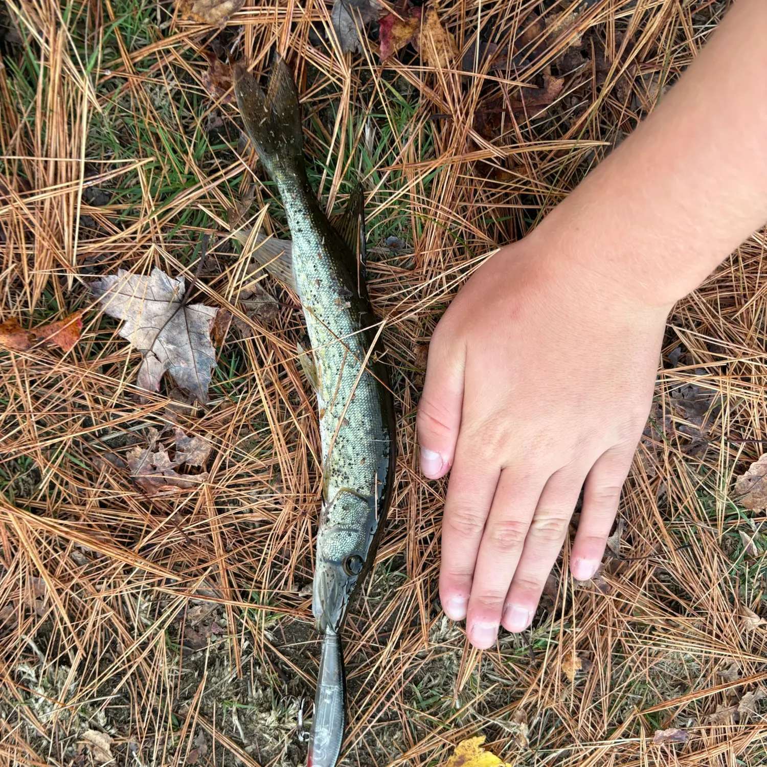 Chain pickerel caught on Fishbrain